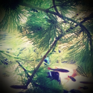 Ƃҁ[